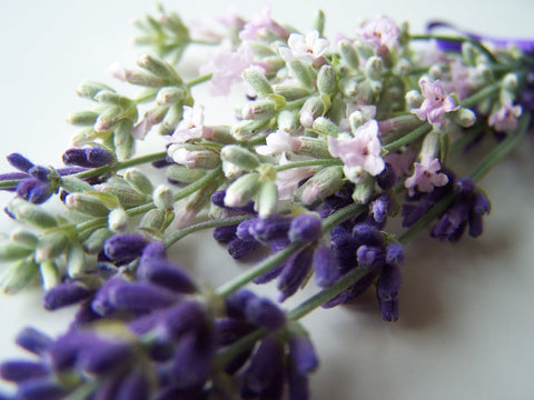Munstead land Pink Perfume lavender variety