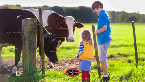 A boy and a girl feeding two cows