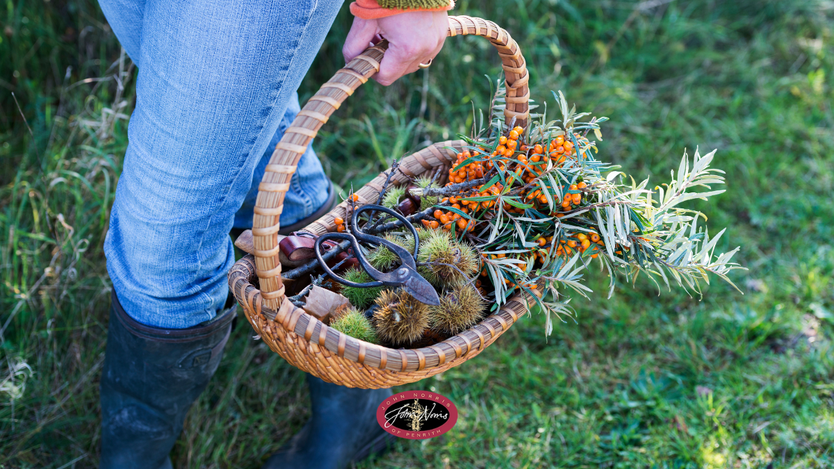 A person with a basket full from wild foraging