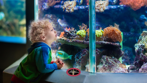 A child at an aquarium