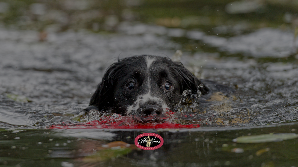 dog in water