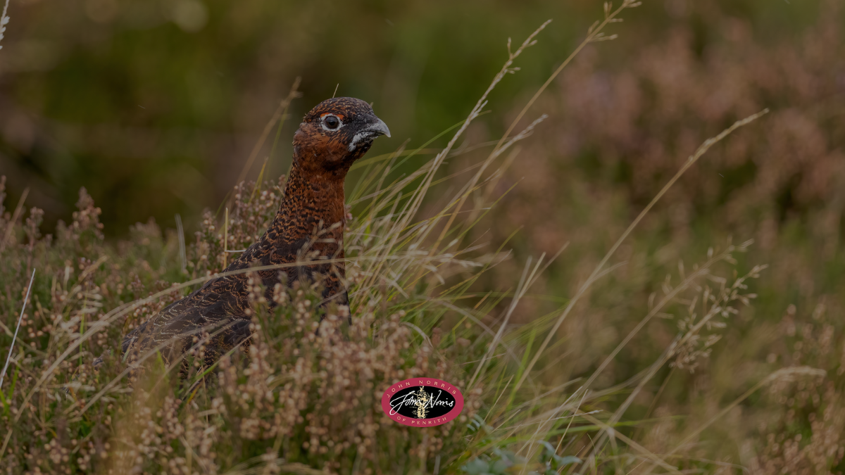 grouse in field