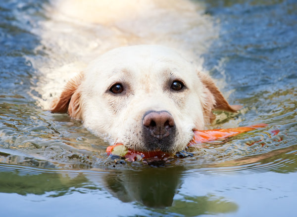 Labrador Swimming