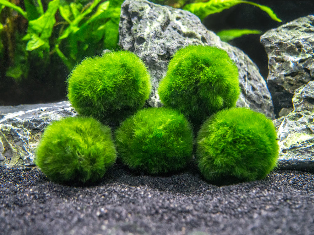 Nano Marimo Moss Balls (1+ inch) - Plants for Pets