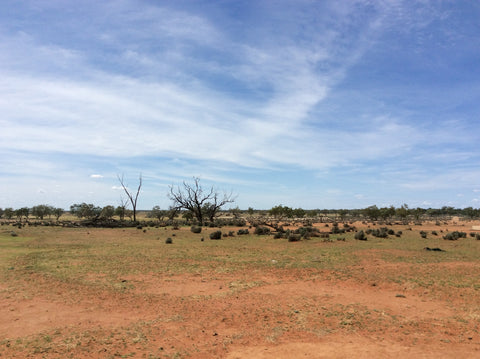 travel blog Australia art painting Christine Onward outback story Walgett landscape red desert