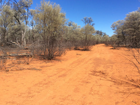 travel blog photo Australia Walgett outback painting Christine Onward art online story 