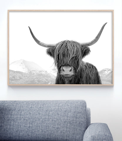 scottish highland cow wall art print australia