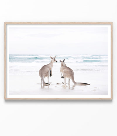 kangaroo print australian animal art