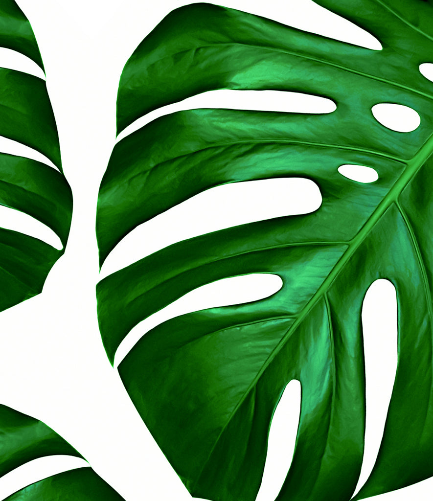 printable-monstera-leaf-customize-and-print