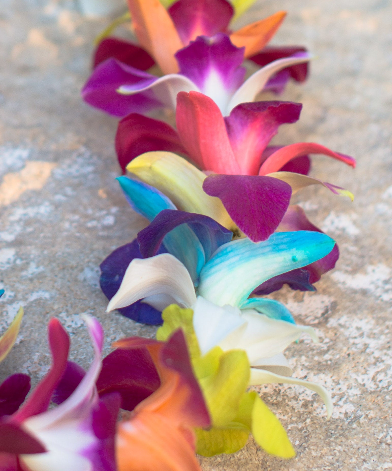 Rainbow Orchid Single Lei | Fresh Flower Leis - Buy ...