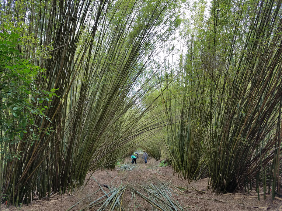 The Original Bamboo Rolling Tip™