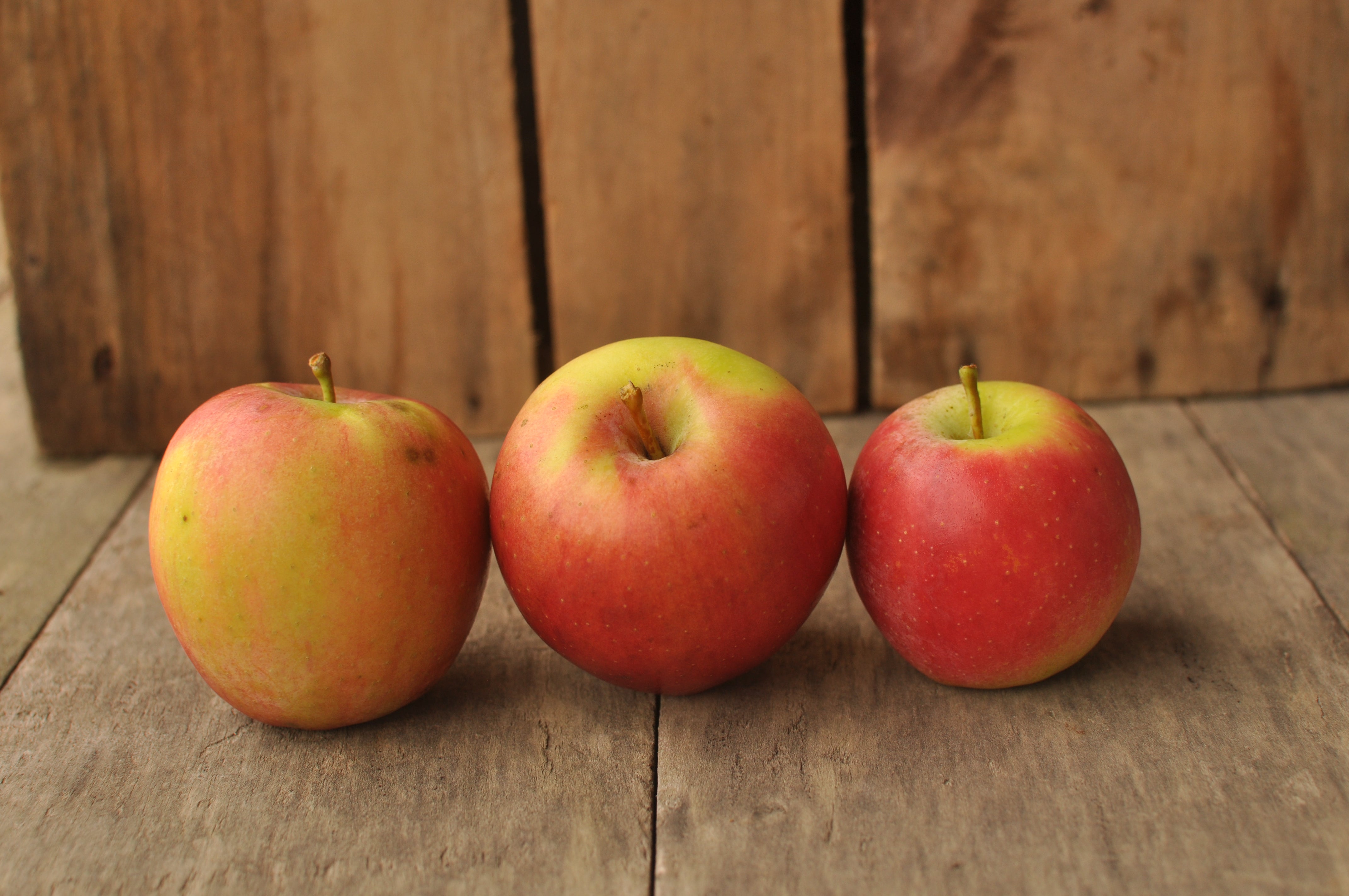 Apple Trees – Vintage Virginia Apples