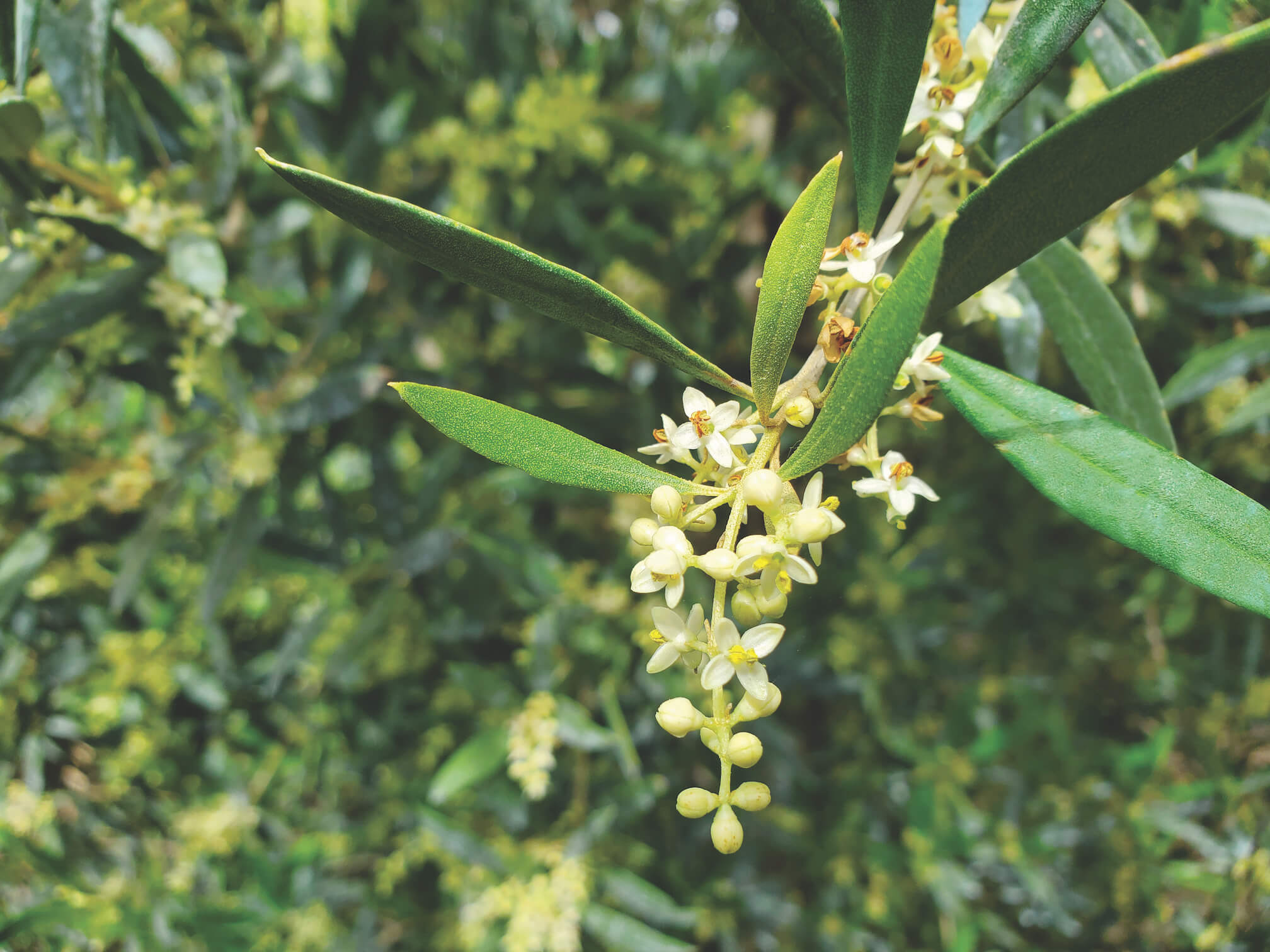 Flower closeup