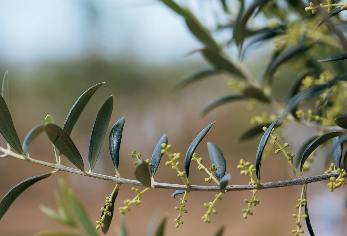 olive branch