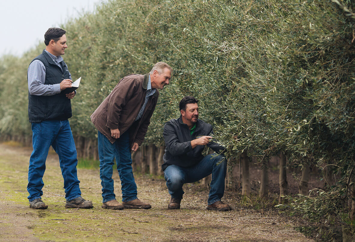february 2020 notes from the olive grove