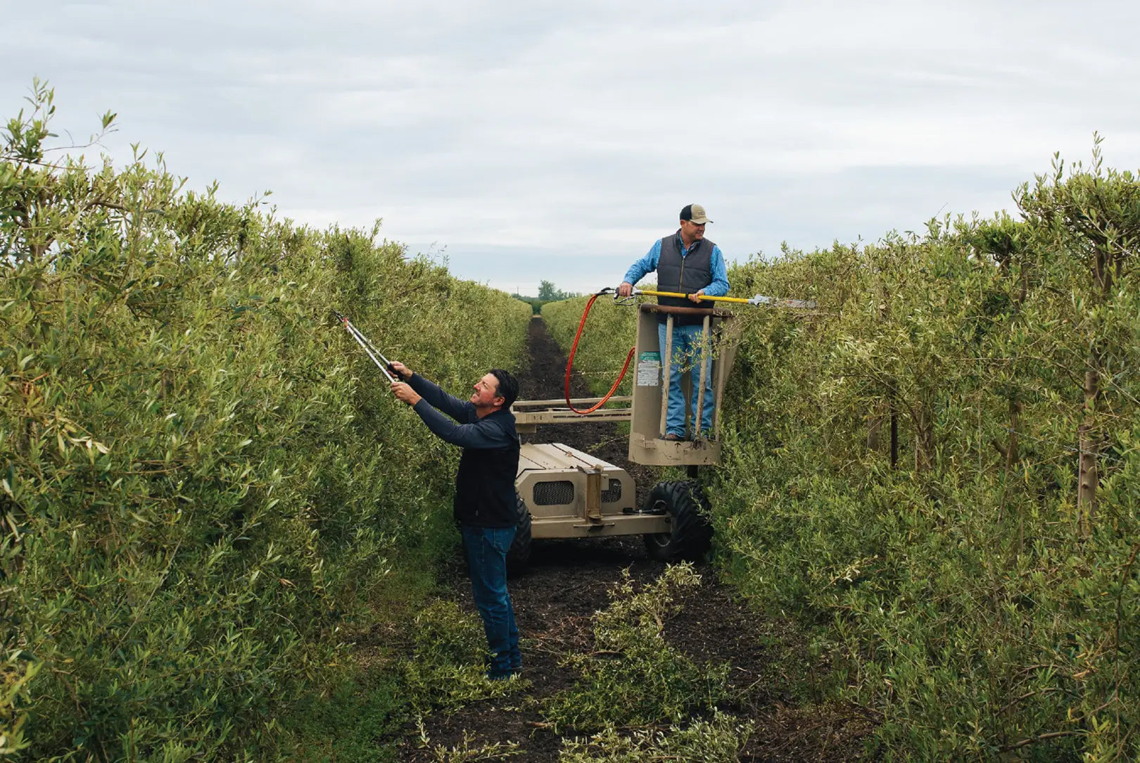 Olive harvesting