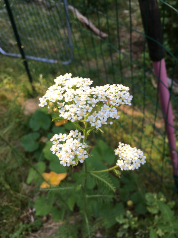 Yarrow flowers with a garden fence in the background