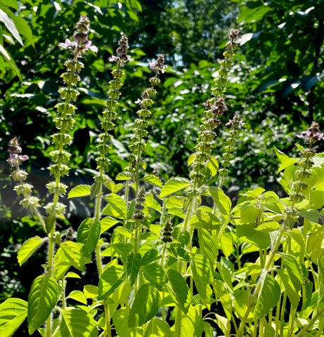 Holy basil in the sunlight