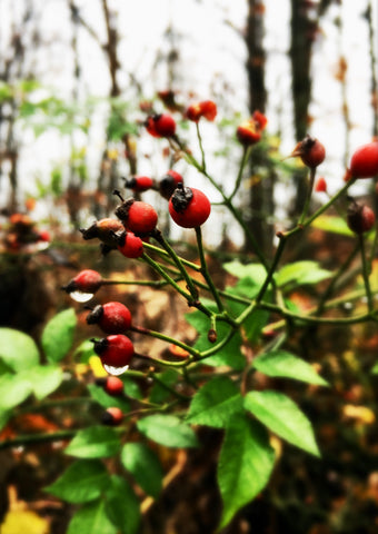 bright red wild rosehips with rain dripping off of them