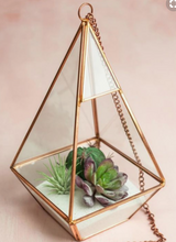 Glass Terrariums