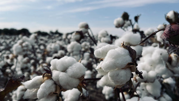 La culture du coton