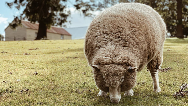 La laine est-elle écoresponsable ?
