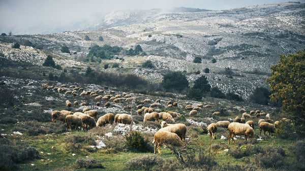 La laine locale est-elle écoresponsable ?