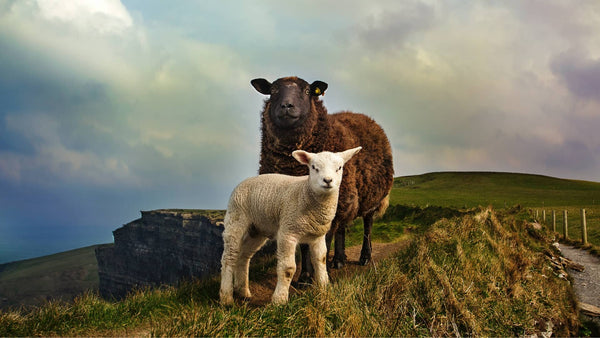 La laine Shetland