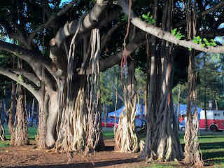 Waikiki Beach Park1