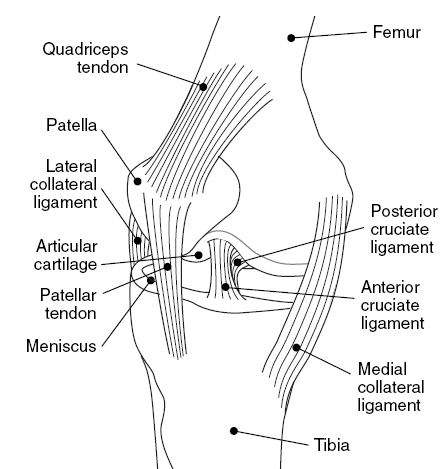 The Knee & Related Structures in Sports Medicine