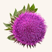 milk-thistle.jpg__PID:3454ec6c-1f74-4be3-b2ff-05d51424b624