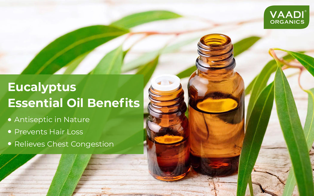 Top 10 Benefits of Eucalyptus Oil  Best Choice for Skin  Hair Care   VedaOils