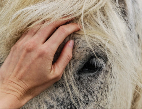 Top 10 Horse Therapy & Horse Rehabilitation Techniques