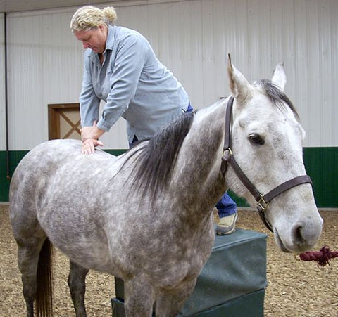 Top 10 Horse Therapy & Horse Rehabilitation Techniques