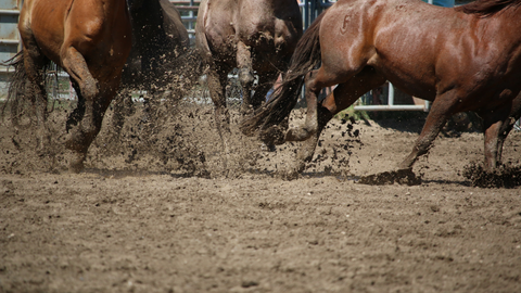 Navigating the Muck in Your Horse's Autumn Playground