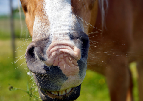 Recognising and Dealing with Common Horse Allergies  this Spring