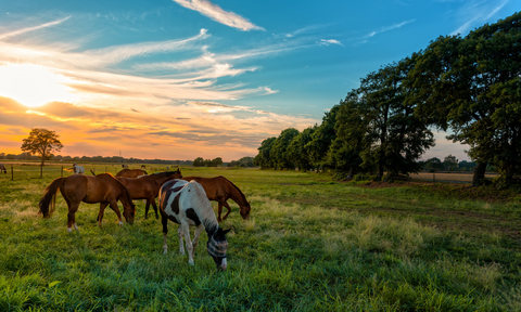 Keeping Your Horse Cool and Fit in the Summer Heat