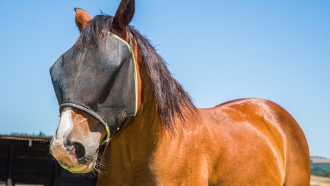 Saddle Up for Summer: Aussie Horse Care Do's and Don't's