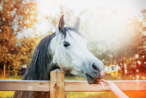 Bridging Hearts and Hooves: A Guide to Building a Stellar Bond with Your Equine Companion