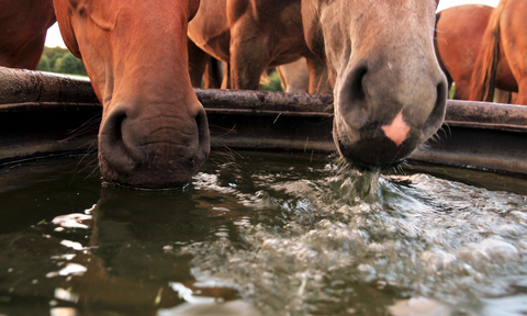 Keeping Your Horse Cool and Fit in the Summer Heat