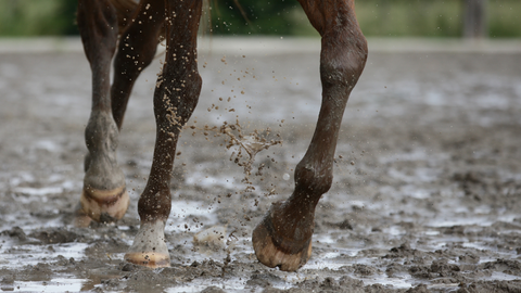 Navigating the Muck in Your Horse's Autumn Playground
