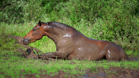 Navigating the Muck in Your Horse's Autumn Playground