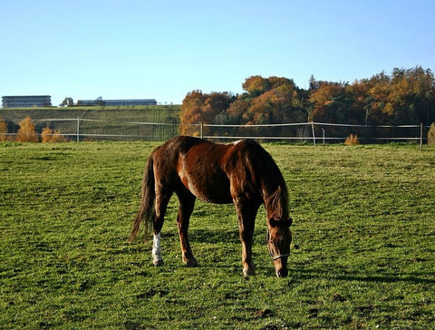 best horse paddock layout tips for every farm