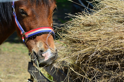 Best Horse Paddock Layout Tips For Every Farm