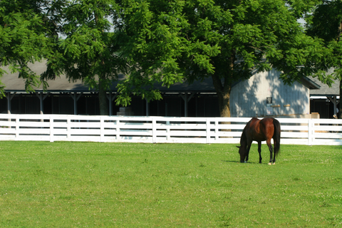 More Than Clean Pastures: Paddock Blade Does It All