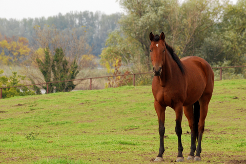 More Than Clean Pastures: Paddock Blade Does It All