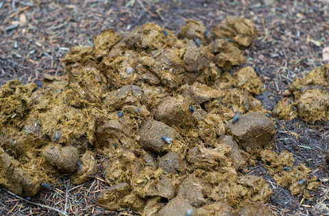 The 4 Most Important Reasons to Remove Horse Poo From Your Paddocks