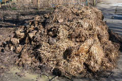 The 4 Most Important Reasons to Remove Horse Poo From Your Paddocks