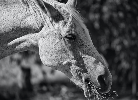 How is CBD Beneficial in Managing Horse Health