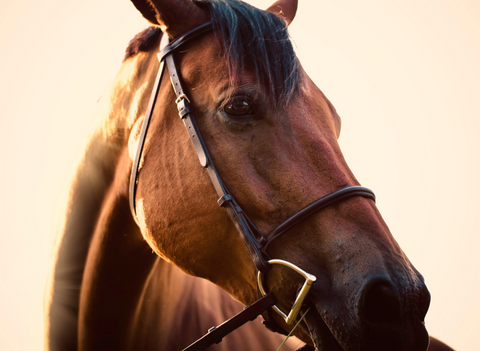 How is CBD Beneficial in Managing Horse Health